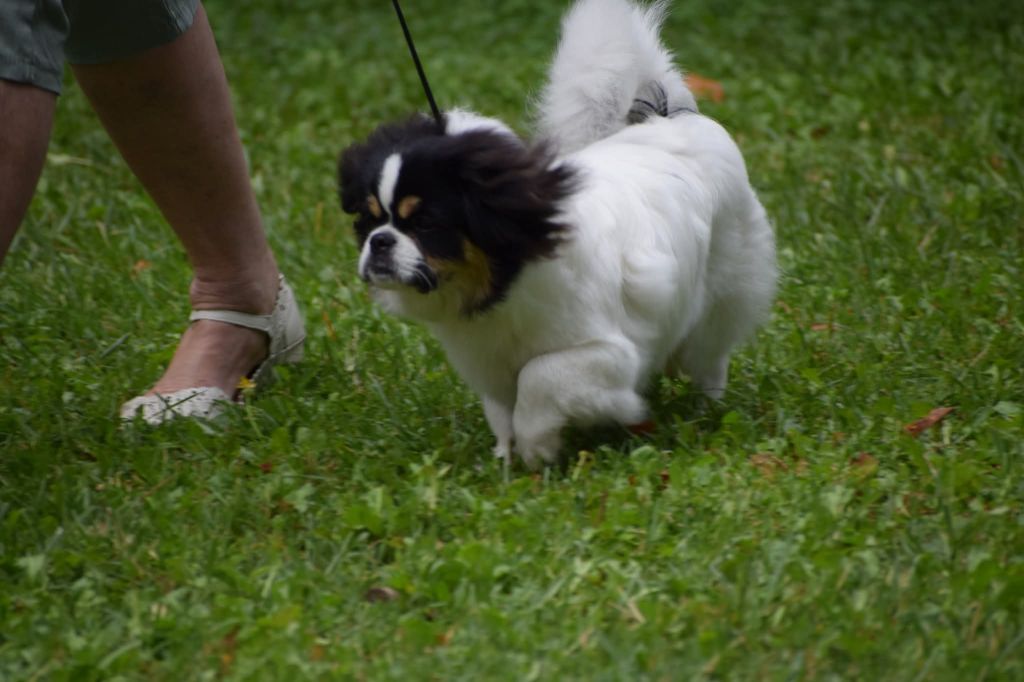 Anoki d'Elocera Parck