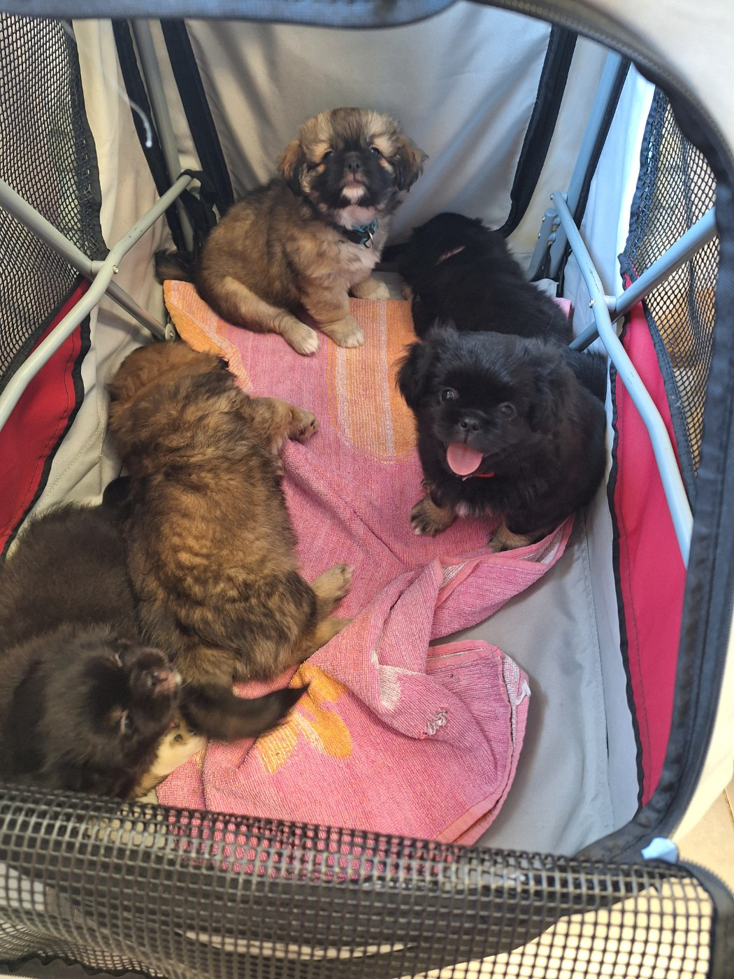 LES CHIOTS ONT 9 SEMAINES