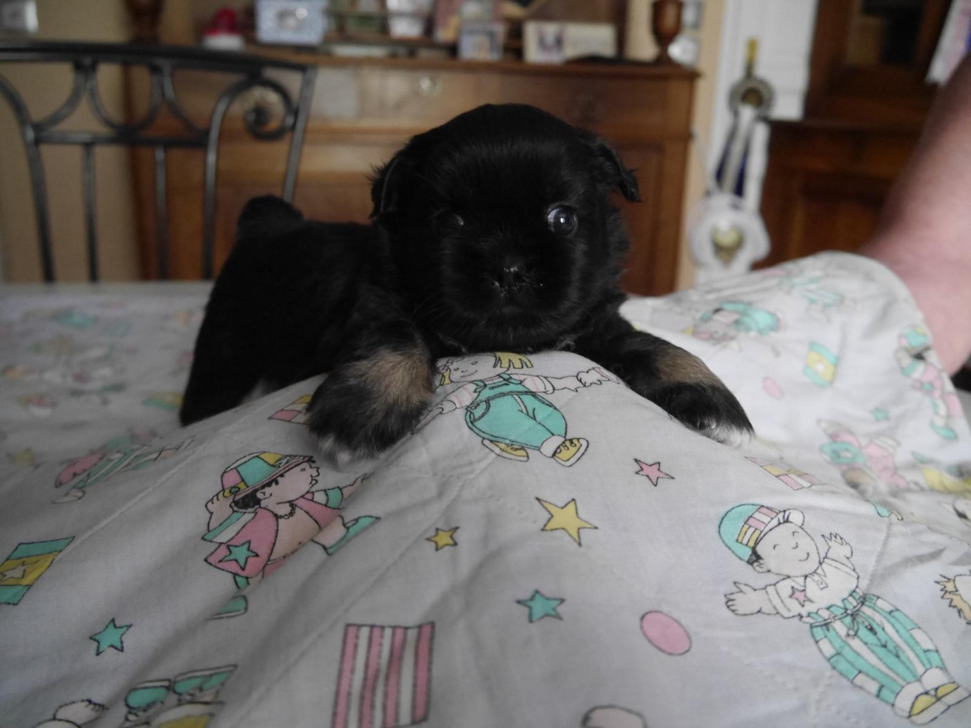 Du Berceau D'Ellora - Chiots disponibles - Epagneul tibetain