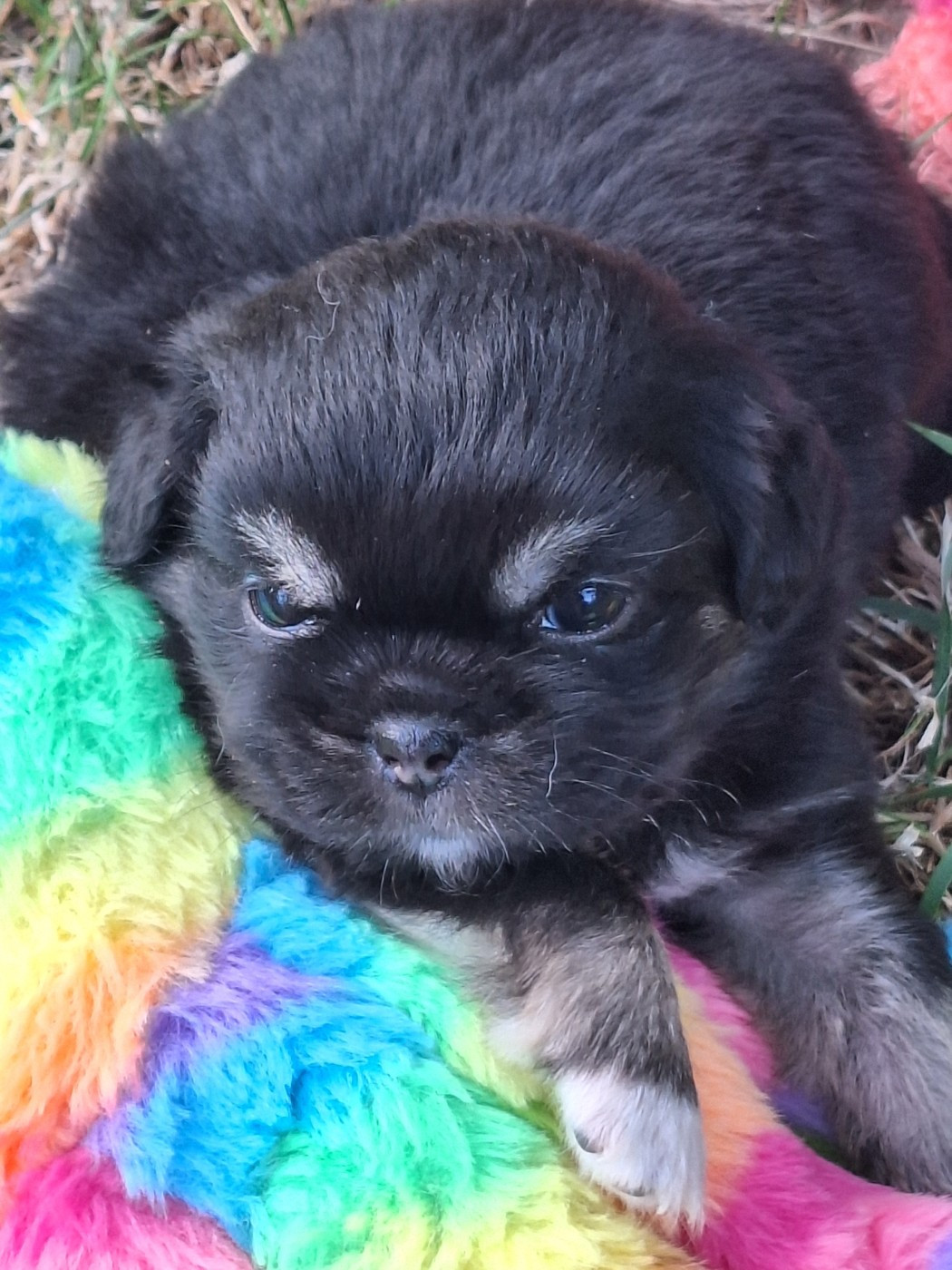 Du Berceau D'Ellora - Chiots disponibles - Epagneul tibetain