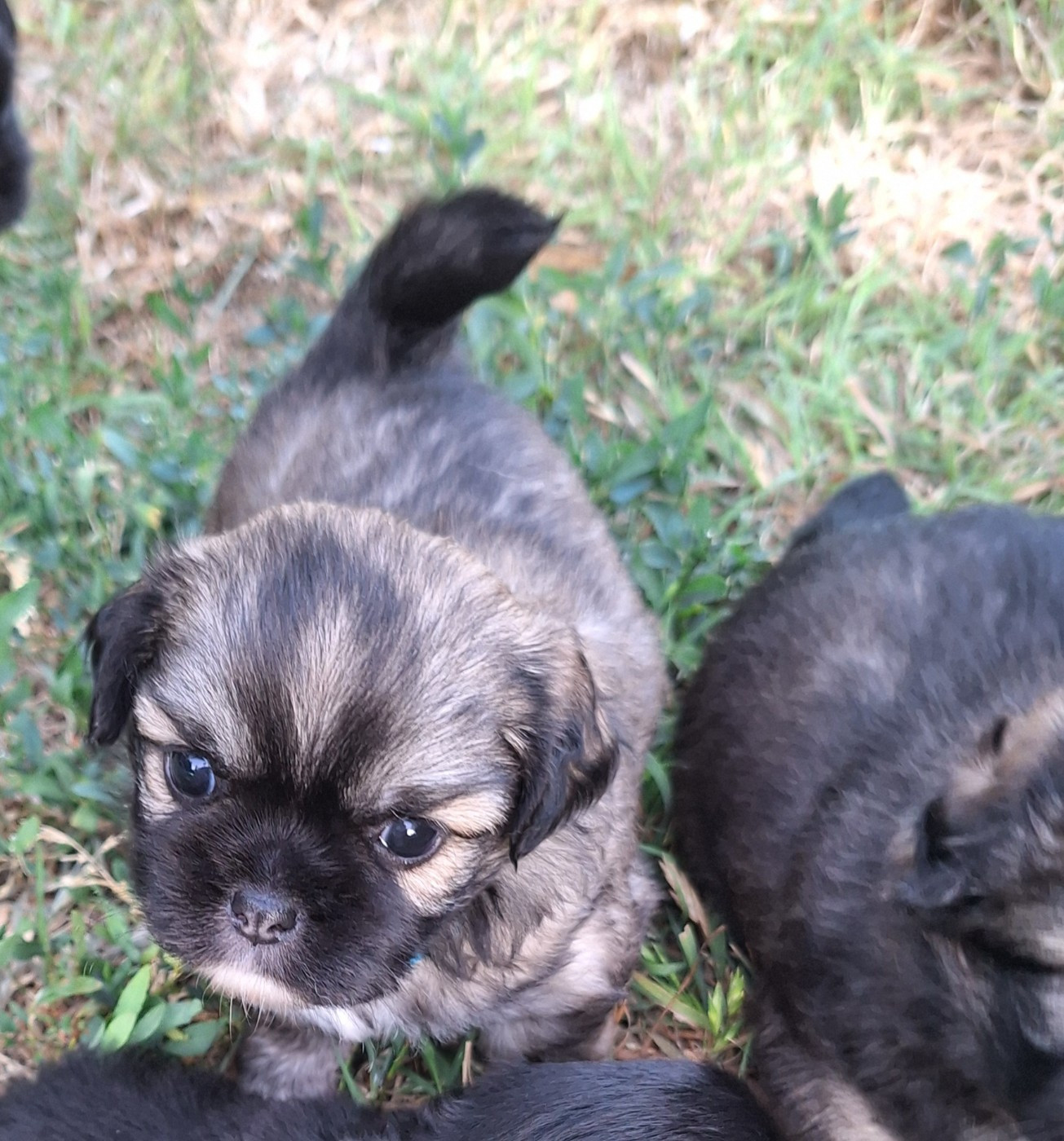 Du Berceau D'Ellora - Chiots disponibles - Epagneul tibetain