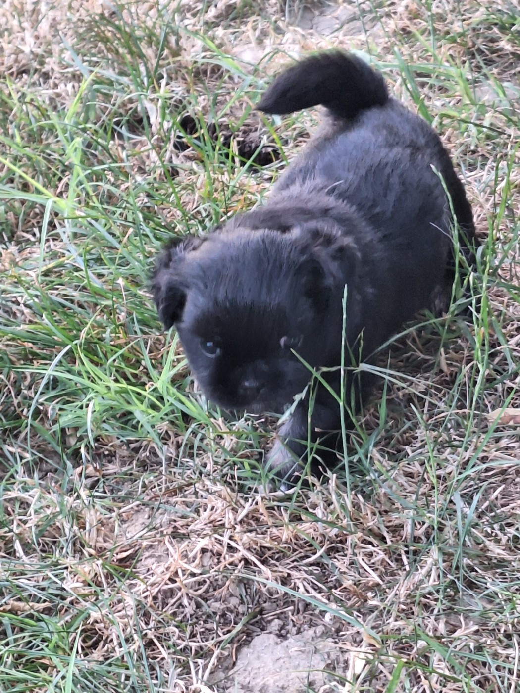 Du Berceau D'Ellora - Chiots disponibles - Epagneul tibetain