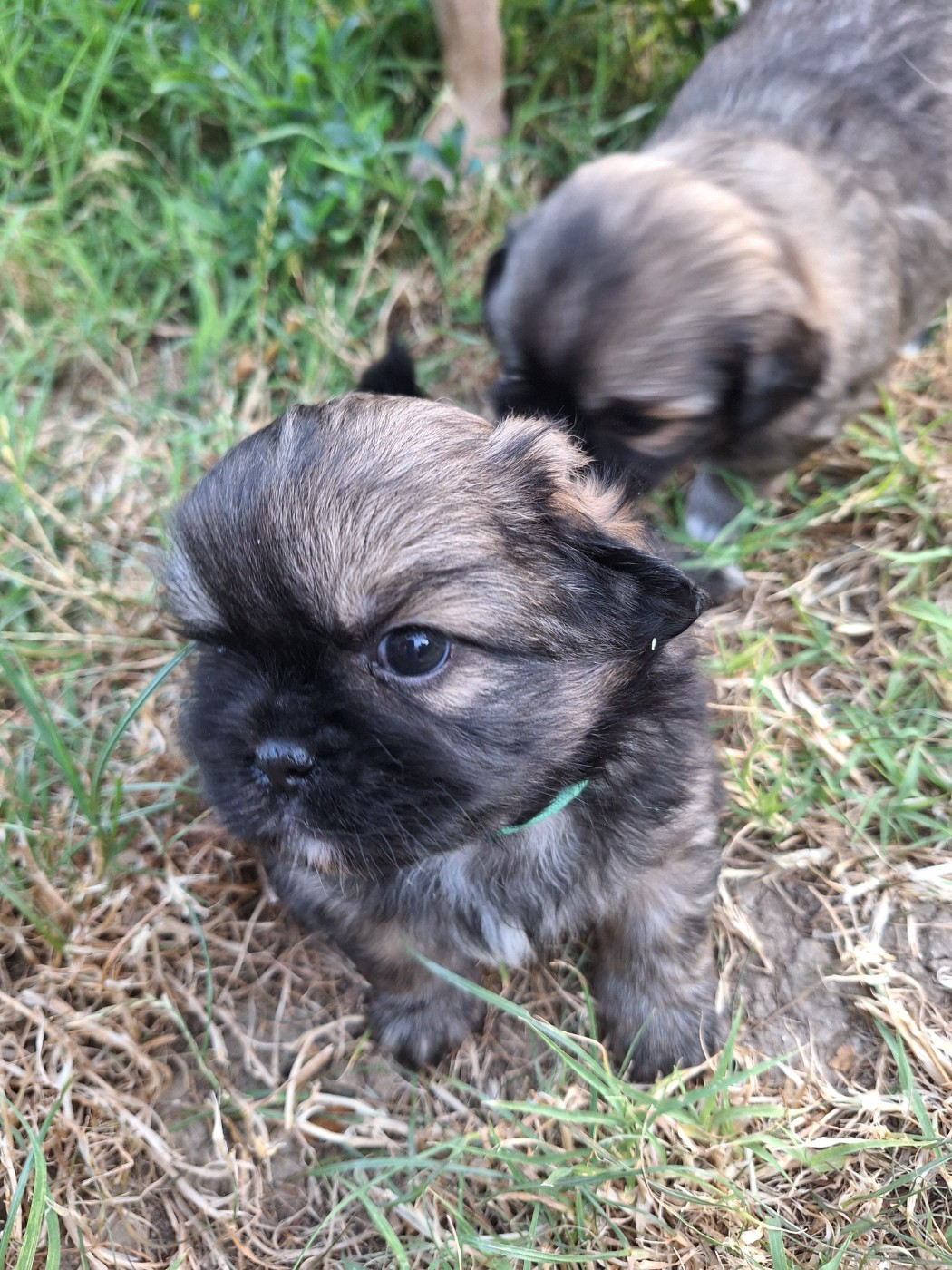 Du Berceau D'Ellora - Chiots disponibles - Epagneul tibetain
