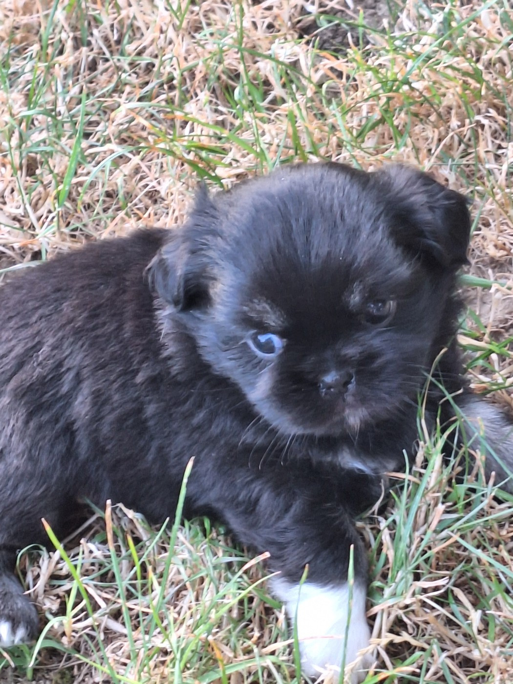 Du Berceau D'Ellora - Chiots disponibles - Epagneul tibetain