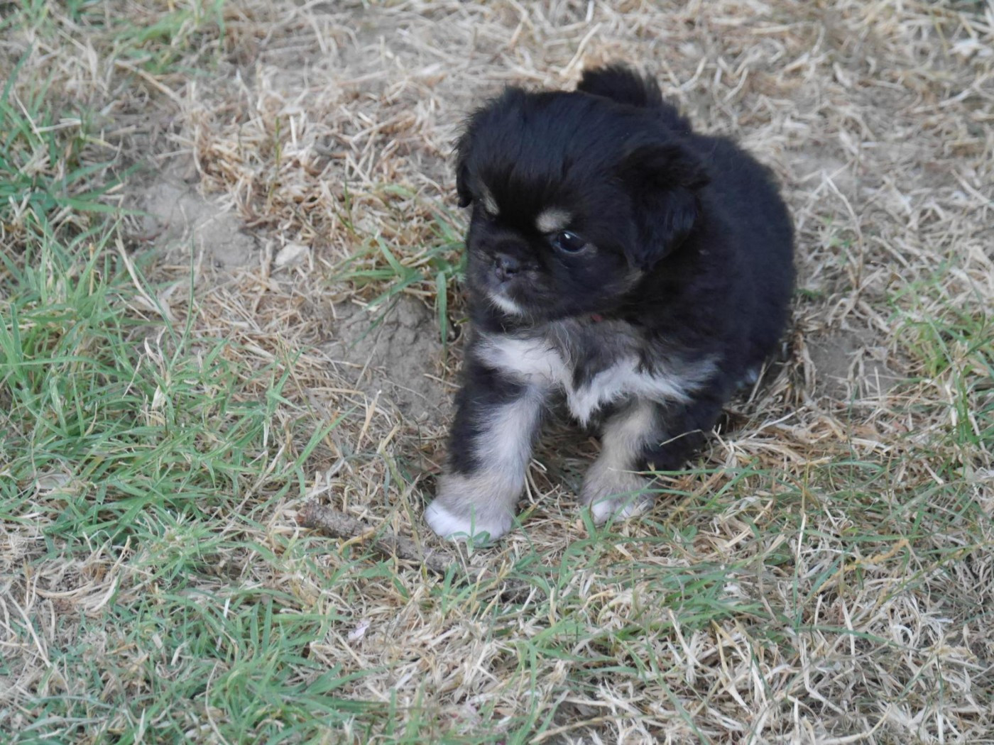 Du Berceau D'Ellora - Chiots disponibles - Epagneul tibetain