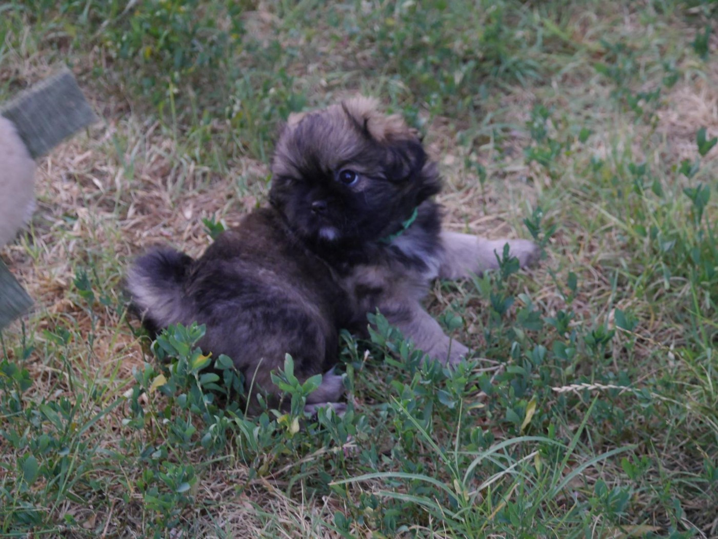 Du Berceau D'Ellora - Chiots disponibles - Epagneul tibetain