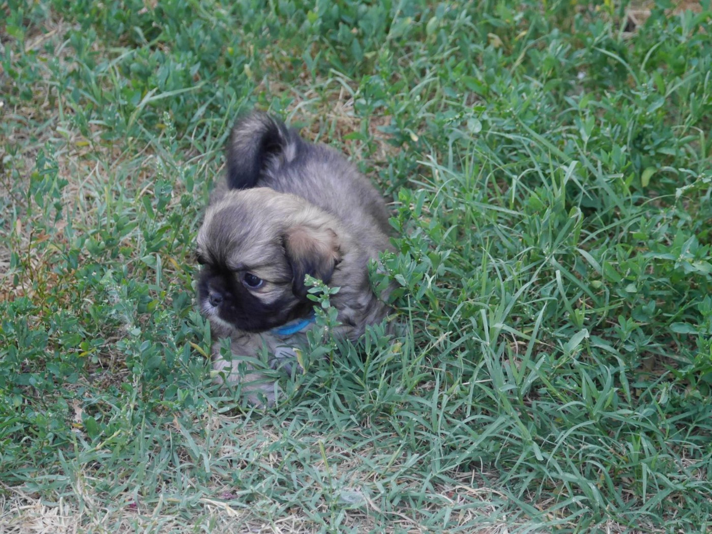 Du Berceau D'Ellora - Chiots disponibles - Epagneul tibetain