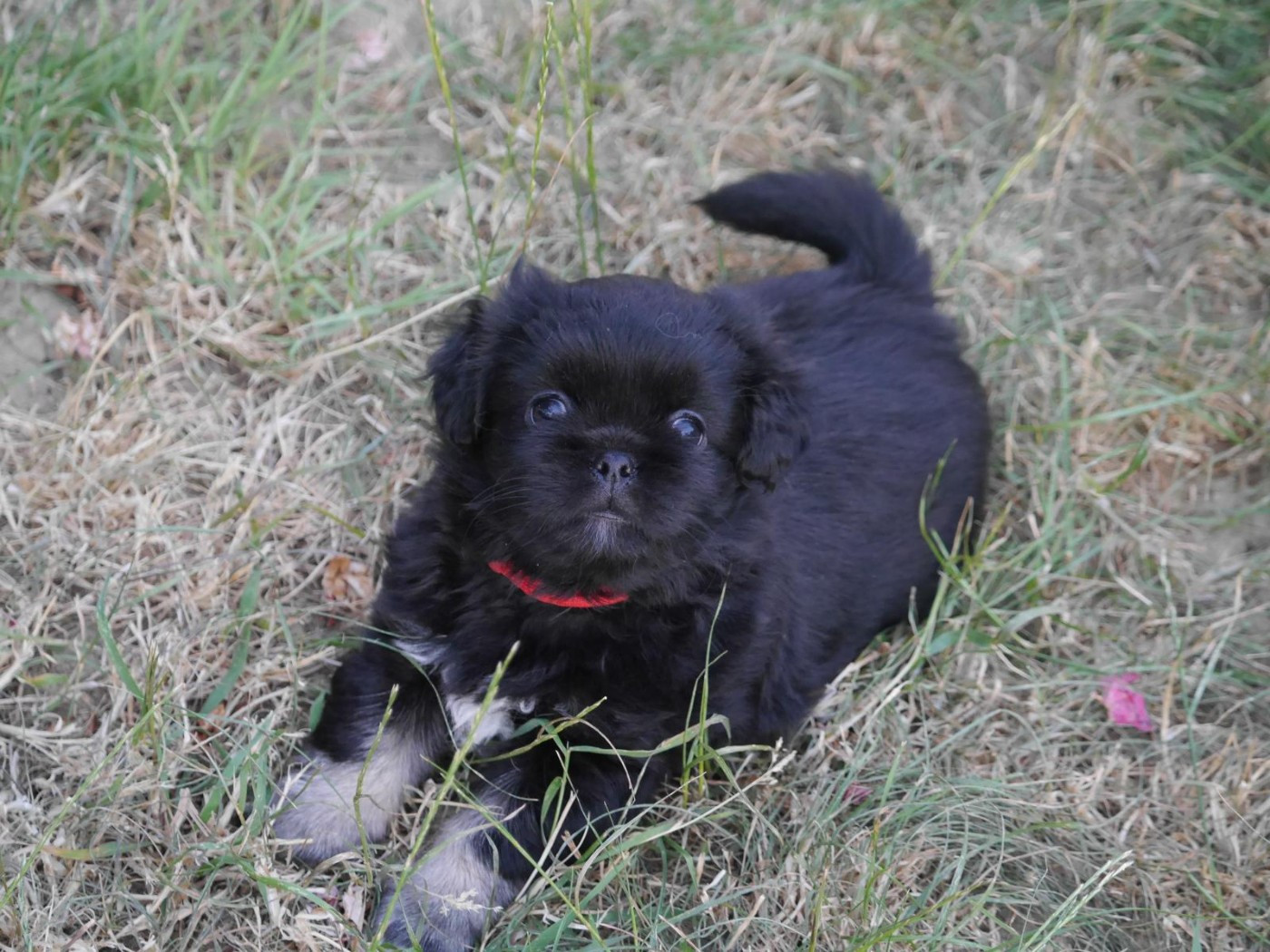 Du Berceau D'Ellora - Chiots disponibles - Epagneul tibetain