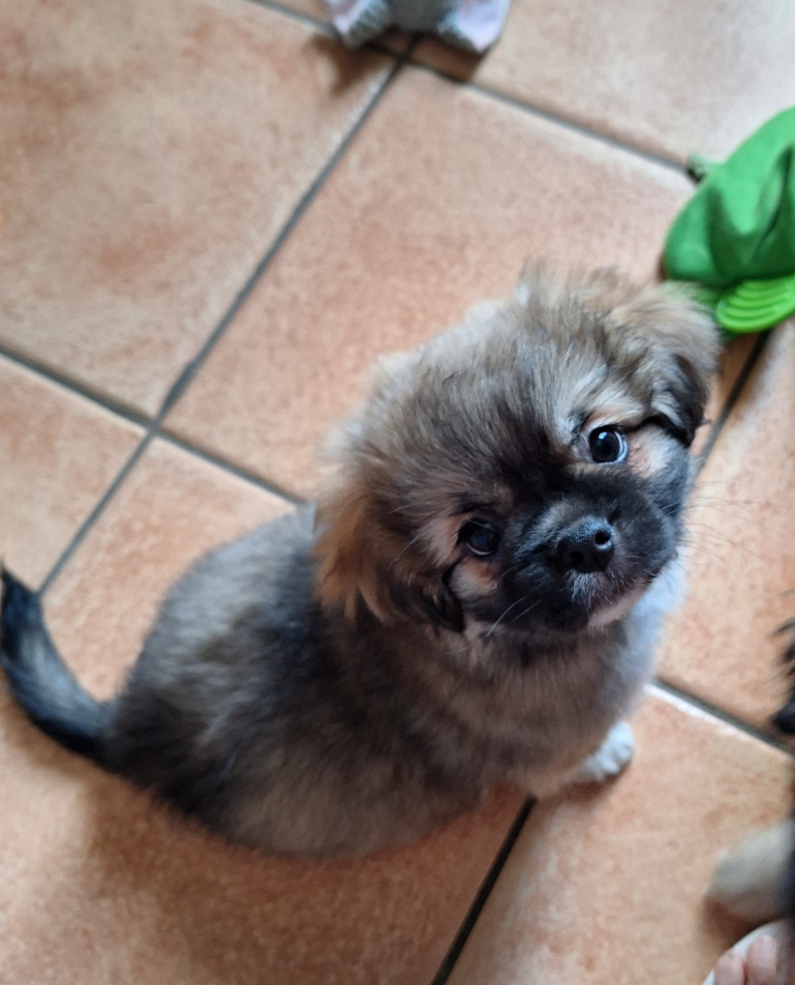 Du Berceau D'Ellora - Chiots disponibles - Epagneul tibetain