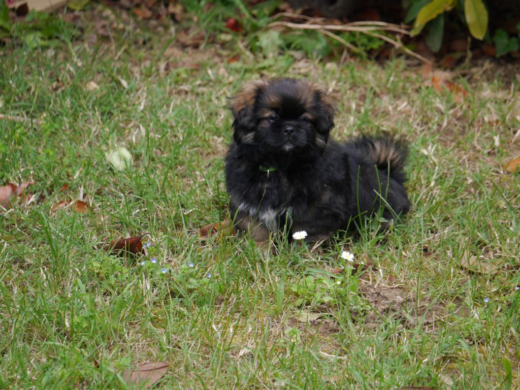 Du Berceau D'Ellora - Chiots disponibles - Epagneul tibetain